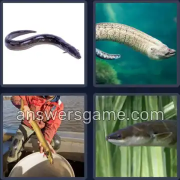 4 Images 1 Mot 8 lettres ANGUILLE
