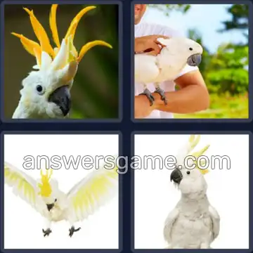 4 Images 1 Mot 8 lettres CACATOES