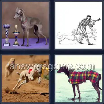 4 Images 1 Mot 8 lettres LEVRETTE