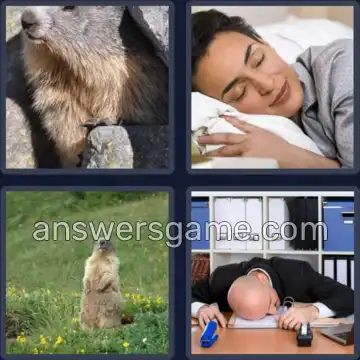 4 Images 1 Mot 8 lettres MARMOTTE