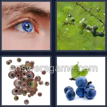 4 Images 1 Mot 8 lettres PRUNELLE