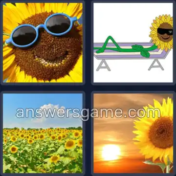 4 Images 1 Mot 9 lettres TOURNESOL