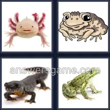 4 Images 1 Mot 9 lettres AMPHIBIEN