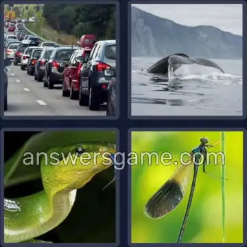 4 Immagini 1 Parola 4 lettere CODA