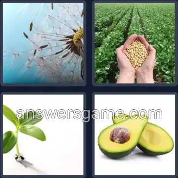 4 Immagini 1 Parola 4 lettere SEME
