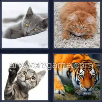 4 Immagini 1 Parola 5 lettere GATTO