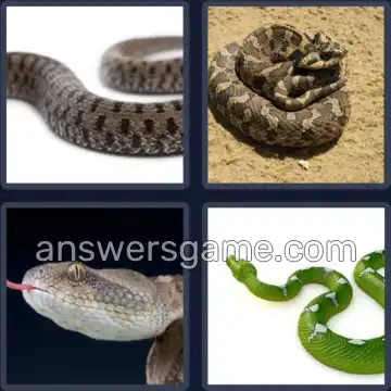 4 Immagini 1 Parola 6 lettere VIPERA