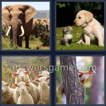 4 Immagini 1 Parola 7 lettere ANIMALE