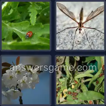 4 Immagini 1 Parola 7 lettere INSETTO