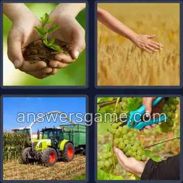 4 Immagini 1 Parola 8 lettere RACCOLTO