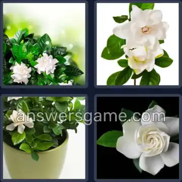4 Immagini 1 Parola 8 lettere GARDENIA