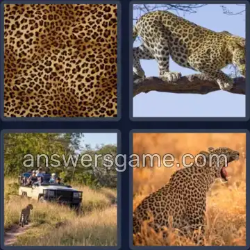 4 Immagini 1 Parola 8 lettere LEOPARDO