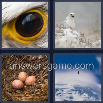 4 Plaatjes 1 Woord 4 letters VALK