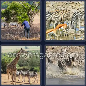 4 Plaatjes 1 Woord 5 letters ZEBRA