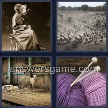 4 Plaatjes 1 Woord 6 letters SCHAAP