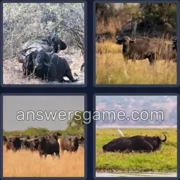 4 Plaatjes 1 Woord 6 letters BUFFEL