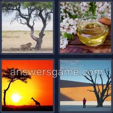 4 Plaatjes 1 Woord 6 letters ACACIA