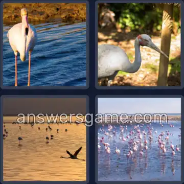 4 Plaatjes 1 Woord 8 letters FLAMINGO
