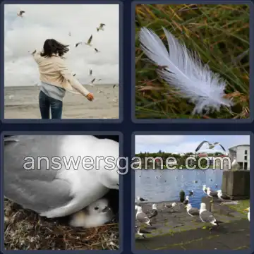 4 Plaatjes 1 Woord 8 letters ZEEMEEUW