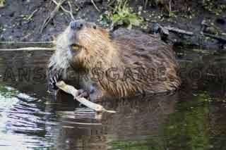 Screenshot des Levels 94 Prozent