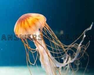 Capture d'écran du niveau 94 pour cent