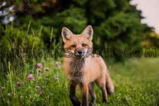 Capture d'écran du niveau 94 pour cent