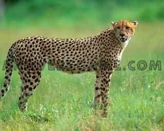 Captura de pantalla del nivel 94 por ciento