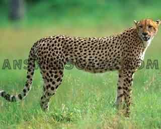 Screenshot des Levels 94 Prozent