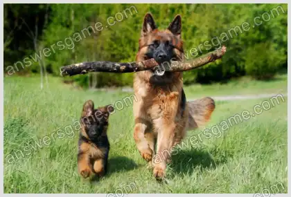 Mots croisés pour vous Niveau 1 Mots croisés 5