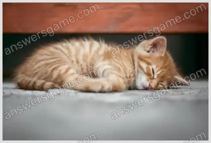 Mots croisés pour vous Niveau 1 Mots croisés 8