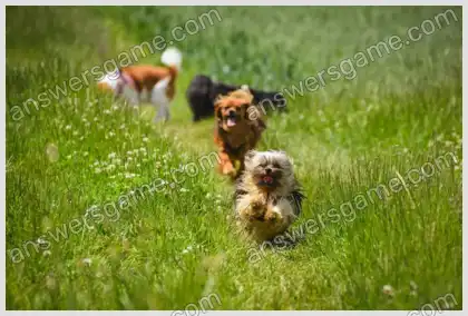 Mots croisés pour vous Niveau 16 Mots croisés 5