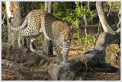 Mots croisés pour vous Niveau 18 Mots croisés 8