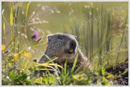 Kreuzworträtsel für Sie Ebene 29 Kreuzworträtsel 6
