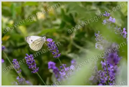 Kreuzworträtsel für Sie Ebene 3 Kreuzworträtsel 8