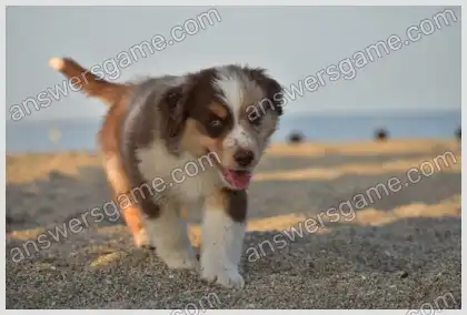 Mots croisés pour vous Niveau 30 Mots croisés 10