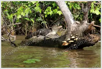 Mots croisés pour vous Niveau 30 Mots croisés 3