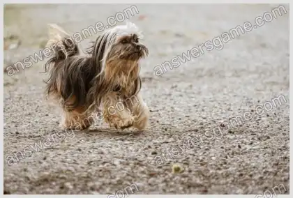 Mots croisés pour vous Niveau 6 Mots croisés 5