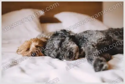 Mots croisés pour vous Niveau 9 Mots croisés 5