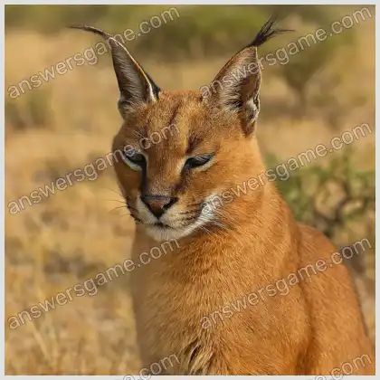J'aime les mots croisés 2 Niveau 13 Mots croisés 1
