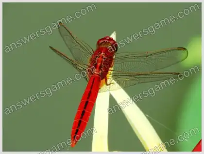 J'aime les mots croisés 2 Niveau 16 Mots croisés 1