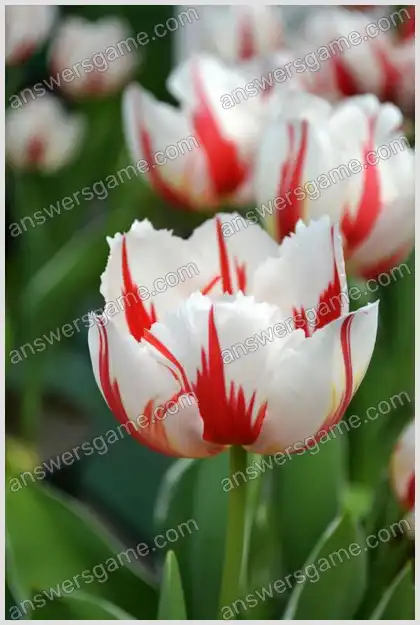 J'aime les mots croisés 2 Niveau 19 Mots croisés 4