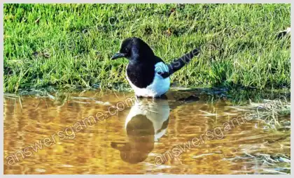 J'aime les mots croisés 2 Niveau 30 Mots croisés 5
