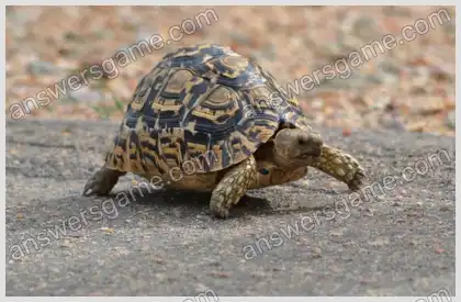 I Love Crosswords 2 Level 33 Crossword 8