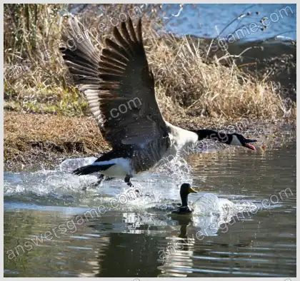 I Love Crosswords 2 Level 39 Crossword 8