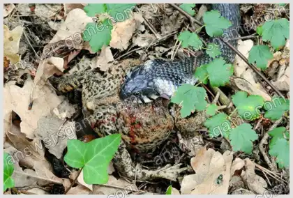 Ich liebe Kreuzworträtsel 3 Ebene 5 Kreuzworträtsel 5