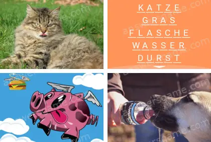 Mehrsilbig (Polysyllable) Ebene 14 Puzzle 10 Lösung