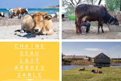 Polysyllable Niveau 11 Puzzle 6 Solution