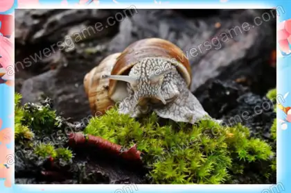 Lösung des Spiels Chaos im Frühling Ebene 12 Puzzle 7