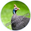 Trivia Spin Level 11 Guinea fowl