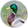 Trivia Spin Level 11 Mallard